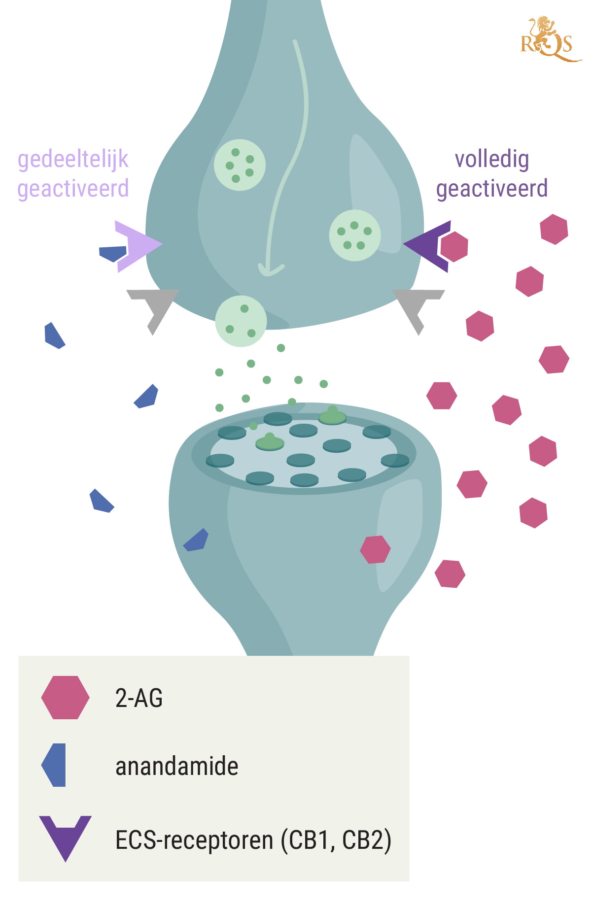 Hoe verhoudt 2-AG zich tot anandamide? Hoe verhoudt 2-AG zich tot anandamide?