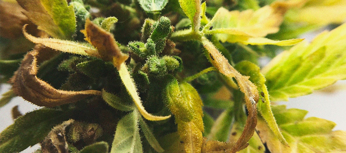 Het herkennen en behandelen van veel voorkomende Cannabiskwalen Het herkennen en behandelen van veel voorkomende Cannabiskwalen