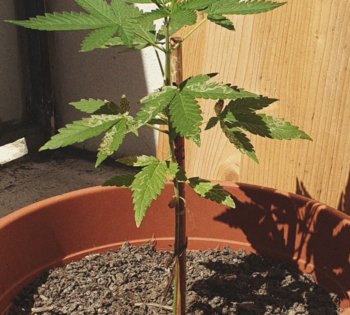 Het herkennen en behandelen van veel voorkomende Cannabiskwalen Het herkennen en behandelen van veel voorkomende Cannabiskwalen