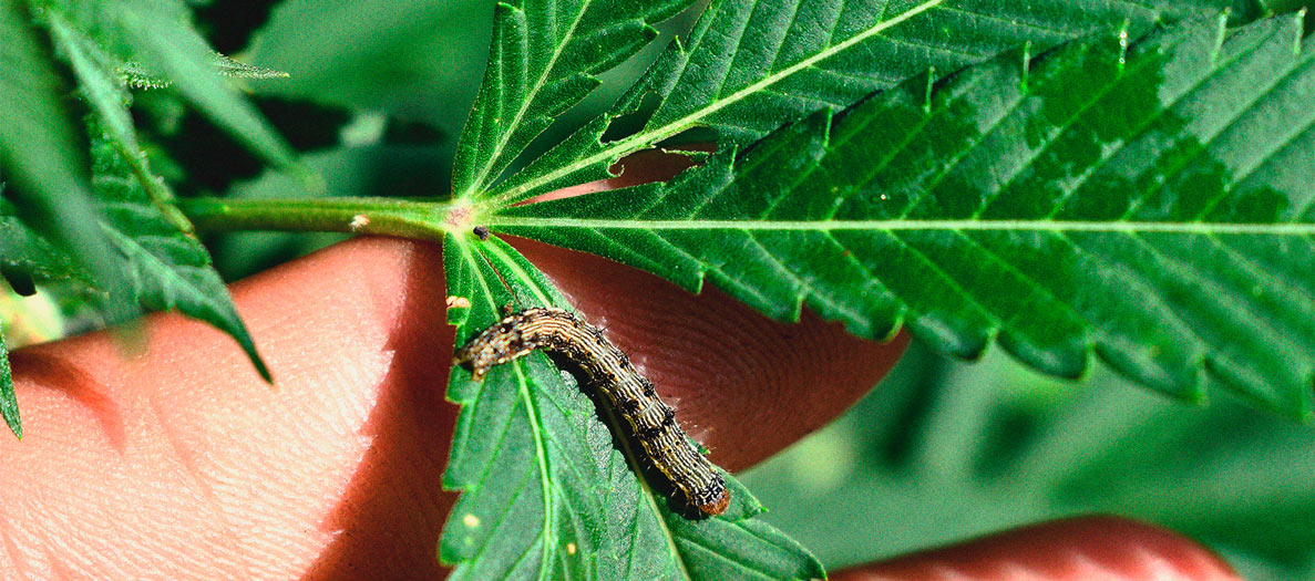 Het herkennen en behandelen van veel voorkomende Cannabiskwalen Het herkennen en behandelen van veel voorkomende Cannabiskwalen