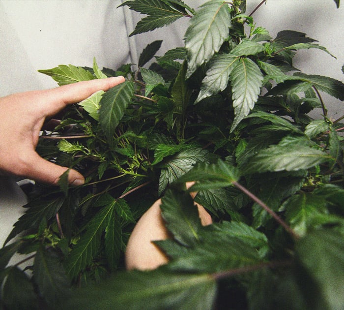 Het herkennen en behandelen van veel voorkomende Cannabiskwalen
