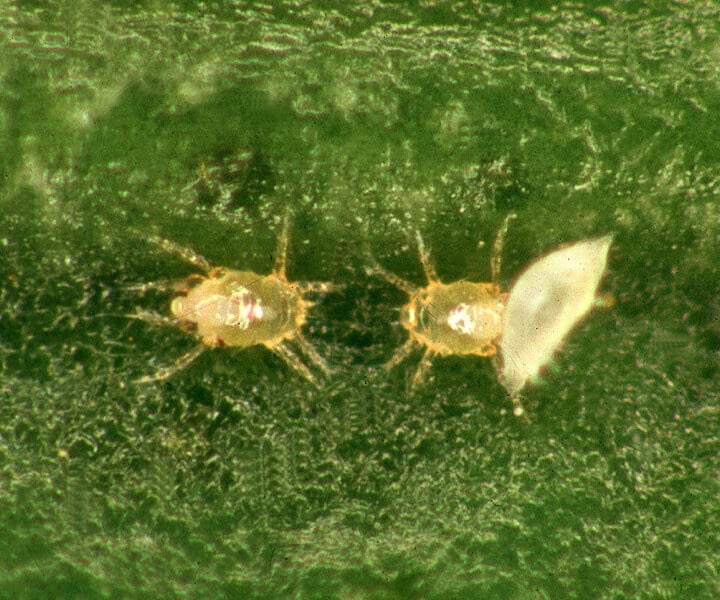 Broad Mites