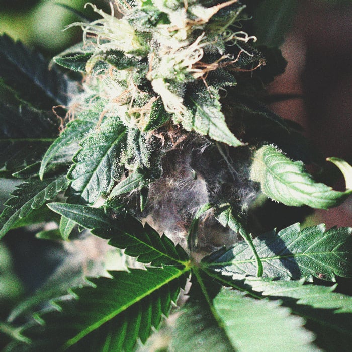 How To Detect Moldy Weed When You’re Growing How To Detect Moldy Weed When You’re Growing