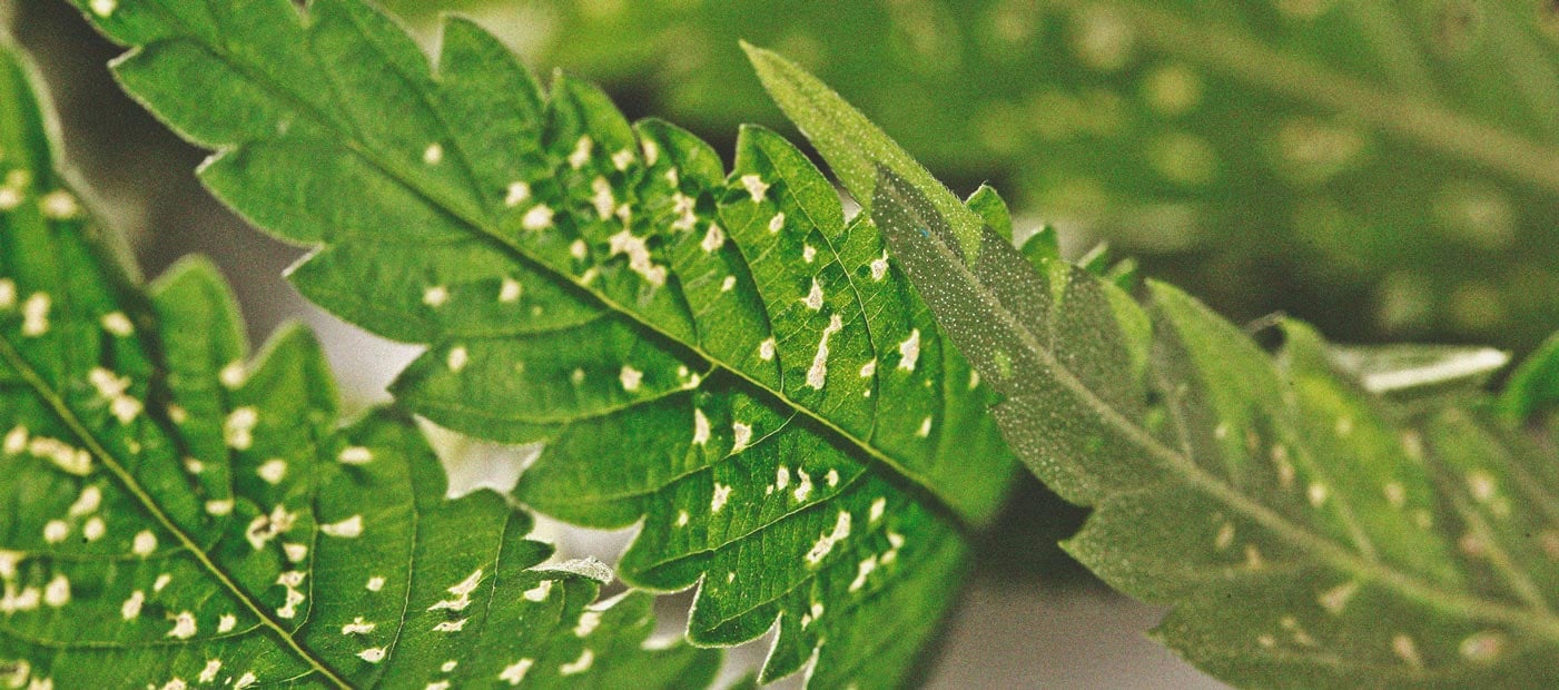 De voordelen van het kweken van munt bij je wietplanten 