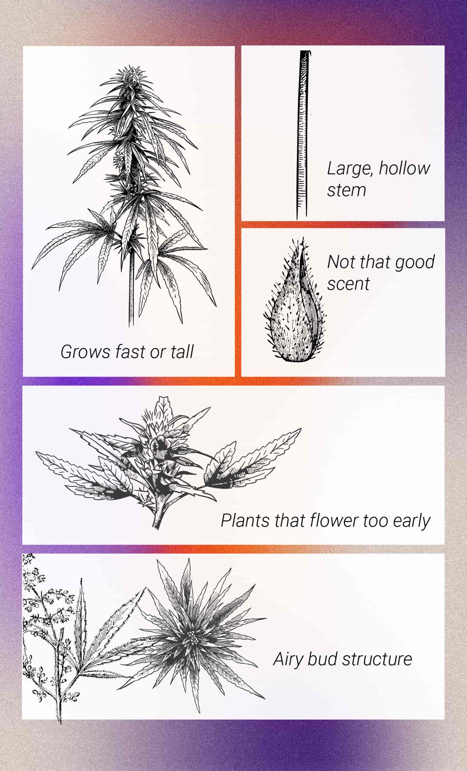 De Beste Manieren Om Mannelijke Cannabisplanten Te Gebruiken