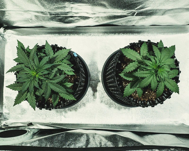 Do-Si-Dos Automatic Grow Report