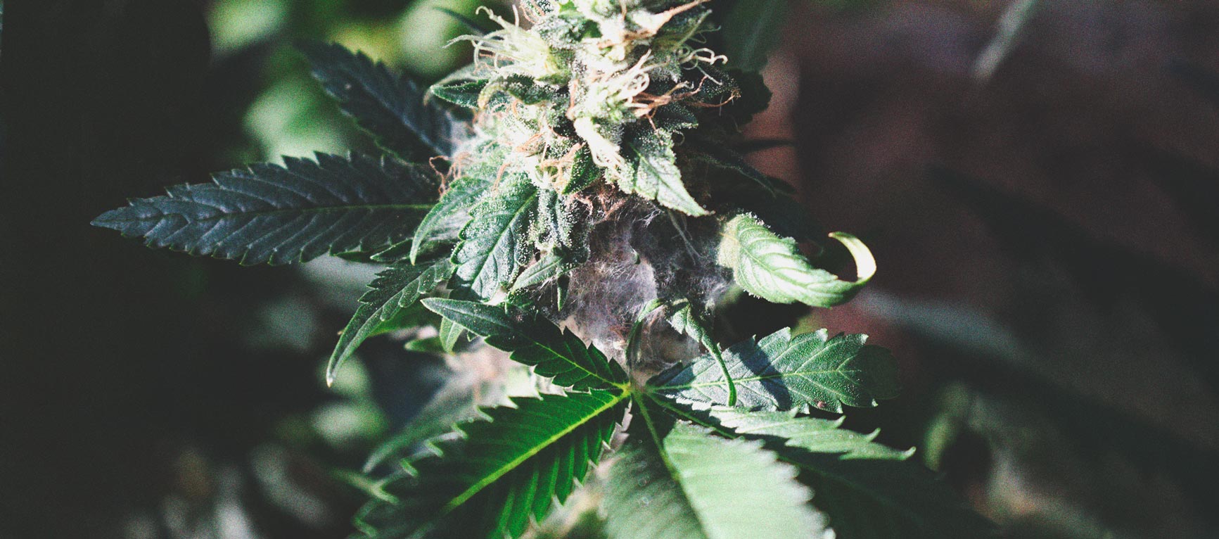 How To Detect Moldy Weed When You’re Growing How To Detect Moldy Weed When You’re Growing