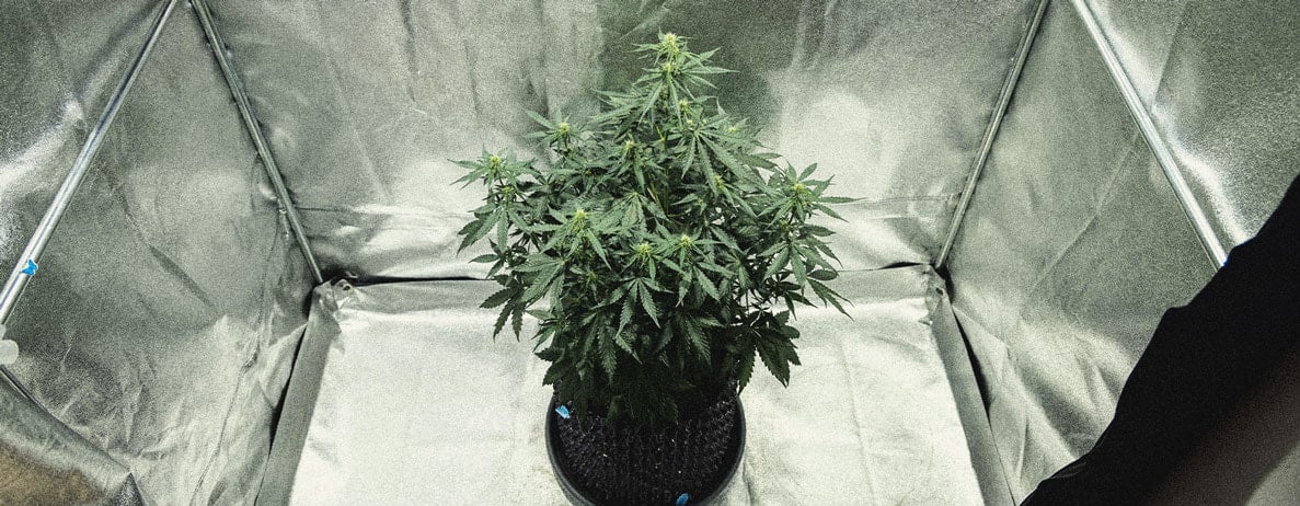 Hoe Kweek Je Autoflowers? Per Week Bekeken Hoe Kweek Je Autoflowers? Per Week Bekeken