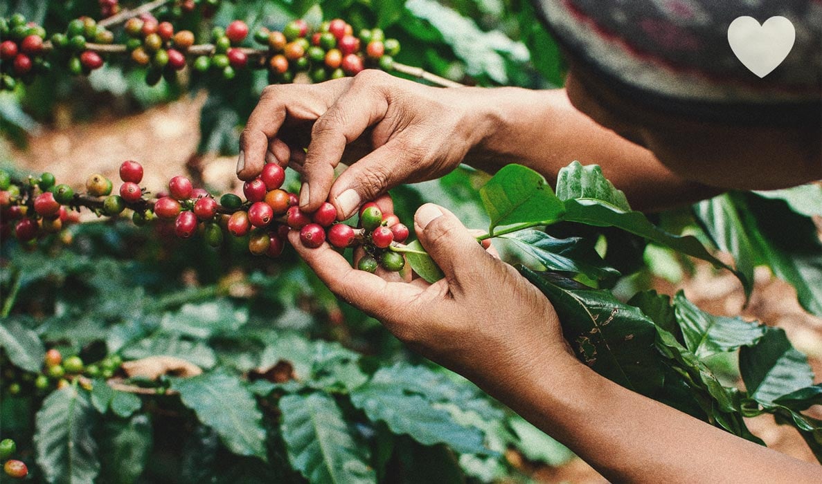 Hoe gebruik je koffiedik als natuurlijke voeding voor wiet?