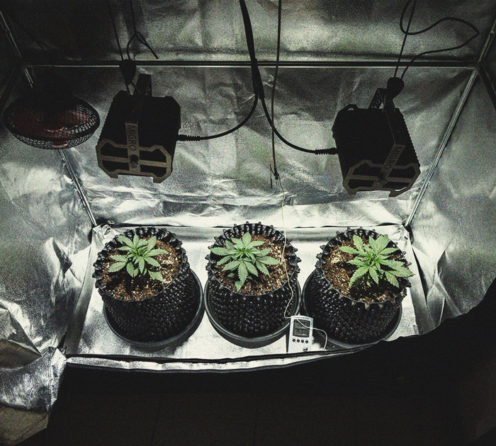 Cookies Gelato Automatic Grow Report Cookies Gelato Automatic Grow Report