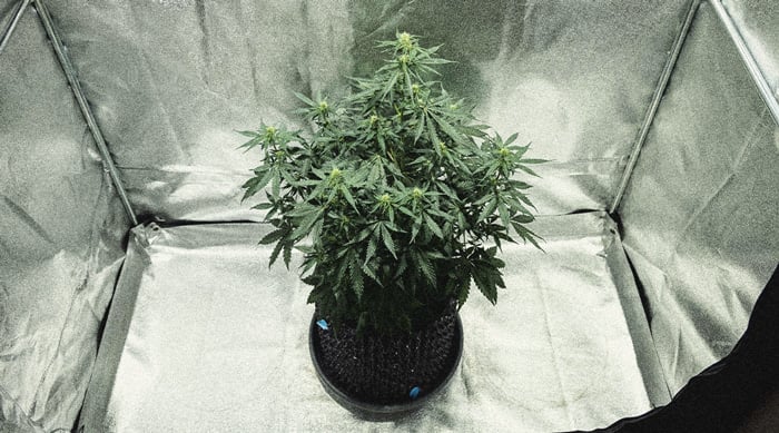 Hoe Kweek Je Autoflowers? Per Week Bekeken Hoe Kweek Je Autoflowers? Per Week Bekeken