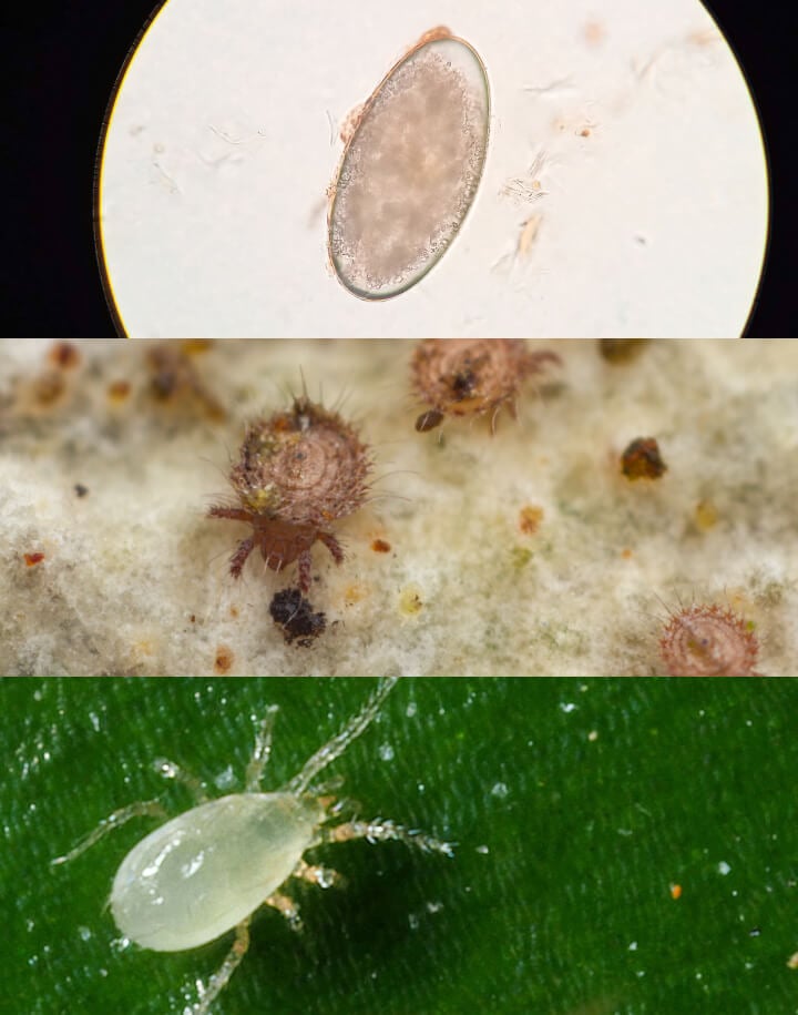 Broad Mites Stages