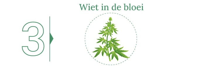 Wiet oogsten!