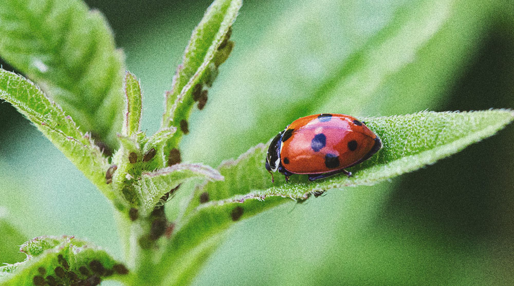 Pesticide Alternatives for Growing Cannabis