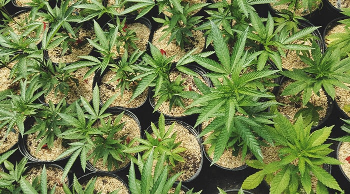 De Beste Manieren Om Mannelijke Cannabisplanten Te Gebruiken