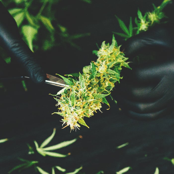 Stoner alert: beschimmelde cannabis Stoner alert: beschimmelde cannabisa