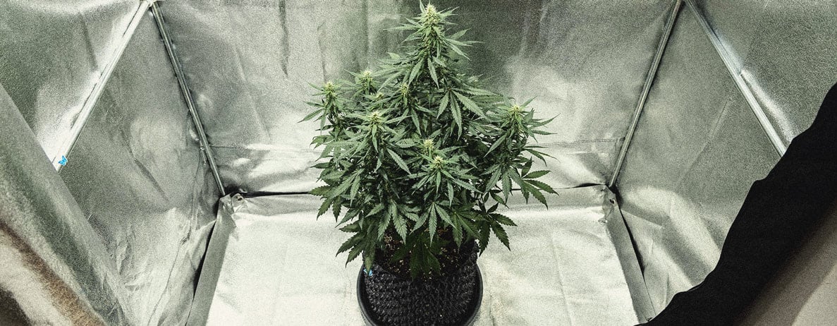 Hoe Kweek Je Autoflowers? Per Week Bekeken Hoe Kweek Je Autoflowers? Per Week Bekeken