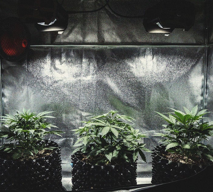 Cookies Gelato Automatic Grow Report Cookies Gelato Automatic Grow Report
