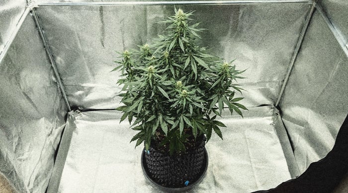 Hoe Kweek Je Autoflowers? Per Week Bekeken Hoe Kweek Je Autoflowers? Per Week Bekeken