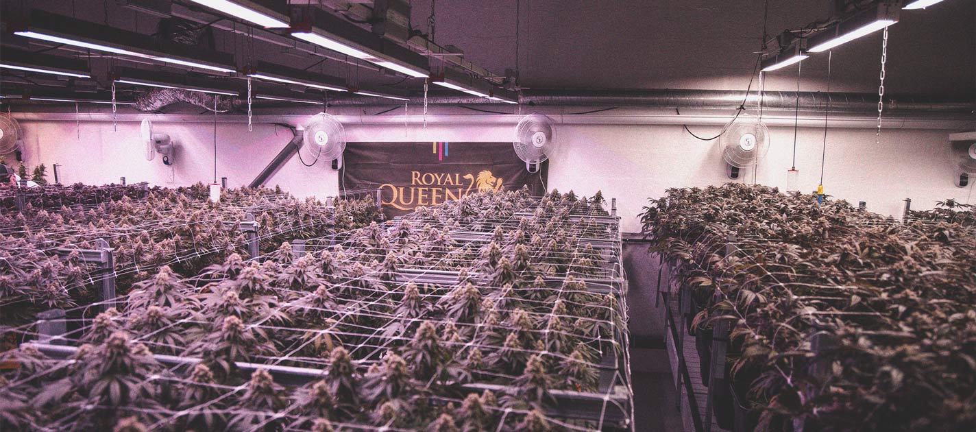 Led-kweeklampen gebruiken: 6 fouten om te vermijden Led-kweeklampen gebruiken: 6 fouten om te vermijden