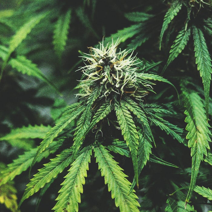 De Cannabiskweek-tijdlijn 