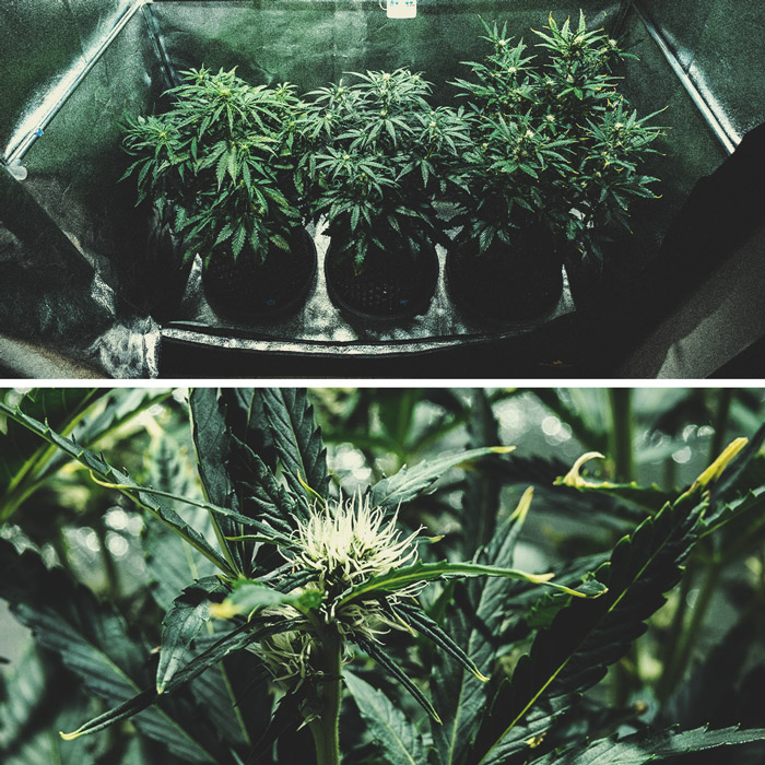 Kweekverslag Purple Punch Automatic Kweekverslag Purple Punch Automatic