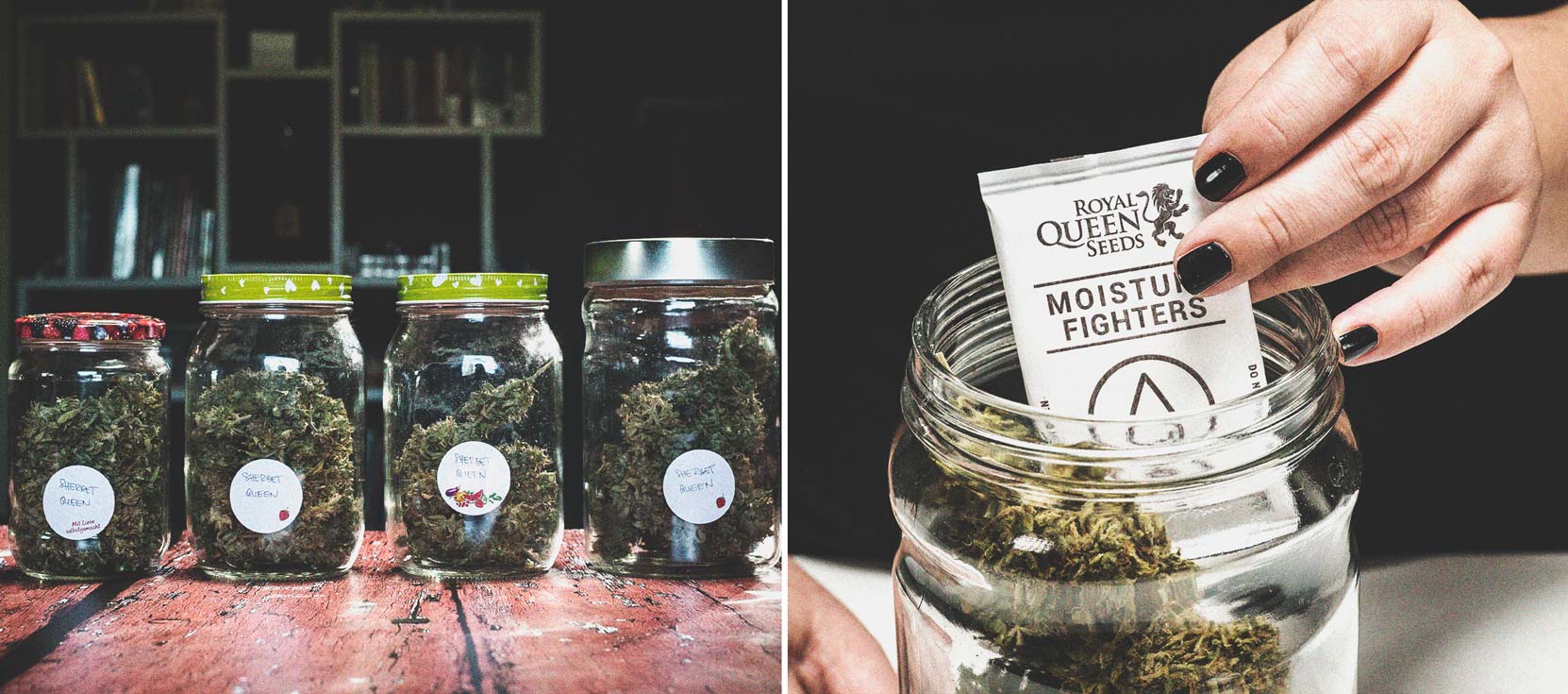 Stoner alert: beschimmelde cannabis Stoner alert: beschimmelde cannabis