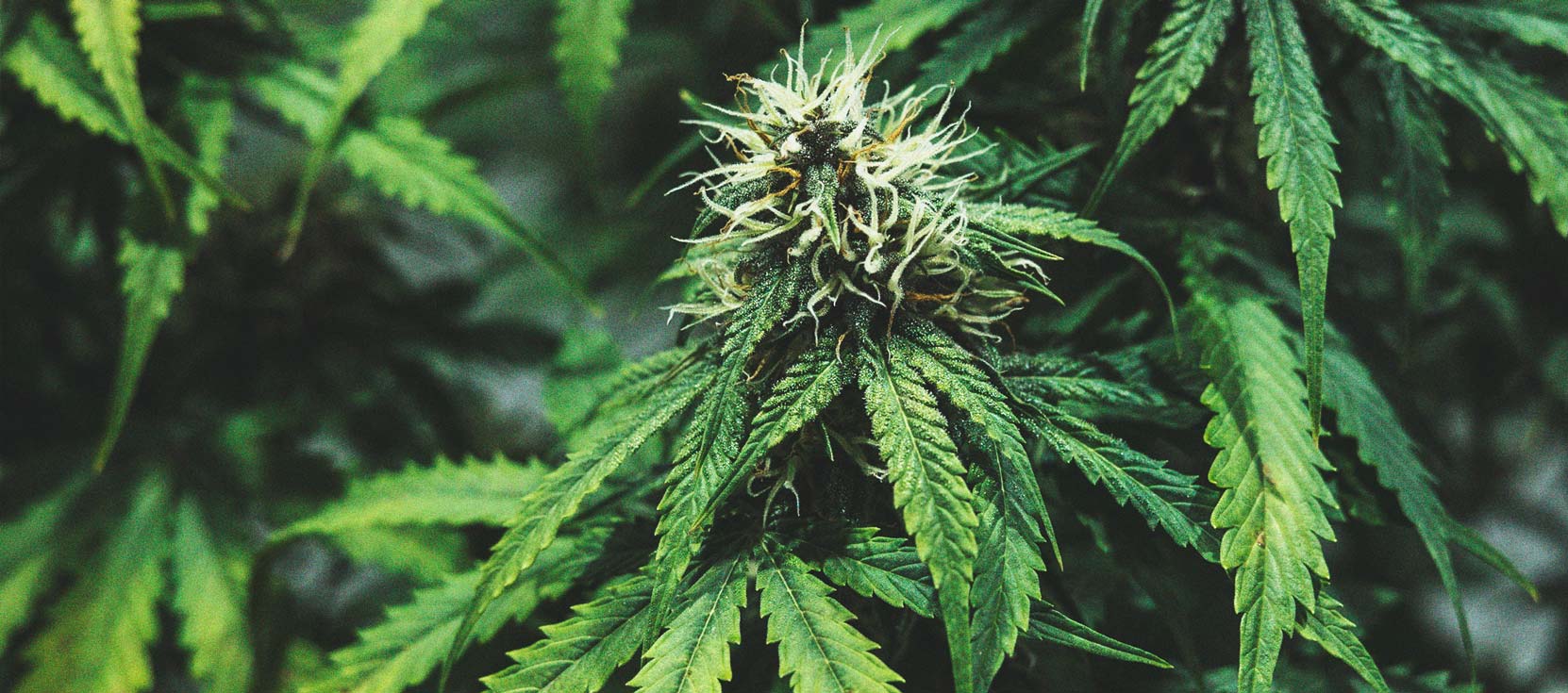 De Cannabiskweek-tijdlijn 
