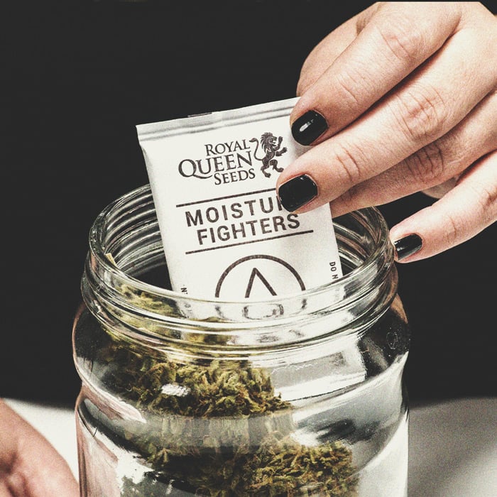 Stoner alert: beschimmelde cannabis Stoner alert: beschimmelde cannabis