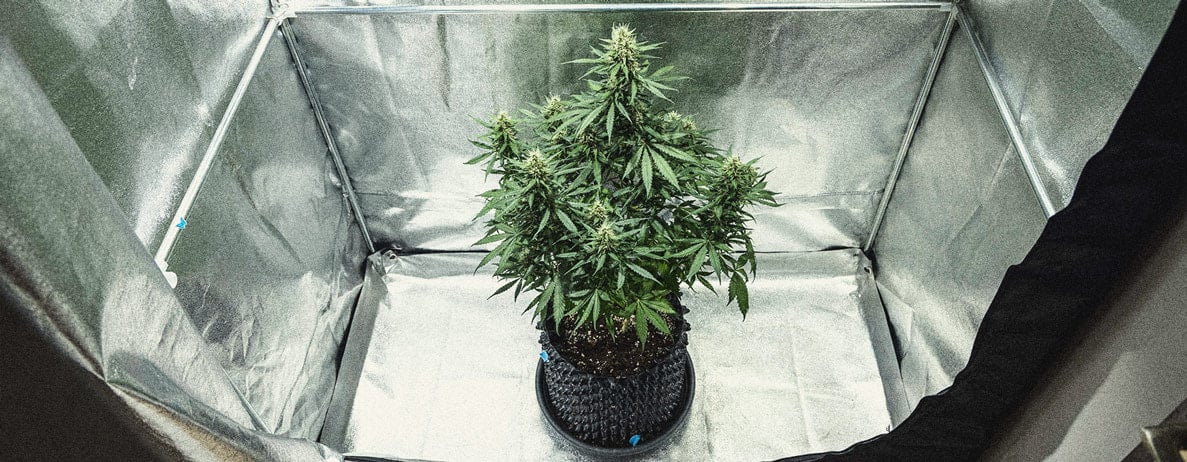 Hoe Kweek Je Autoflowers? Per Week Bekeken Hoe Kweek Je Autoflowers? Per Week Bekeken
