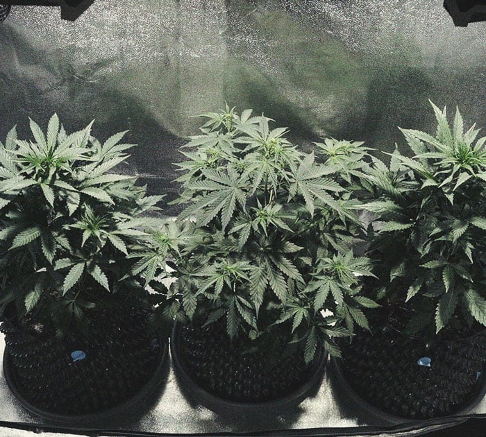 Cookies Gelato Automatic Grow Report Cookies Gelato Automatic Grow Report