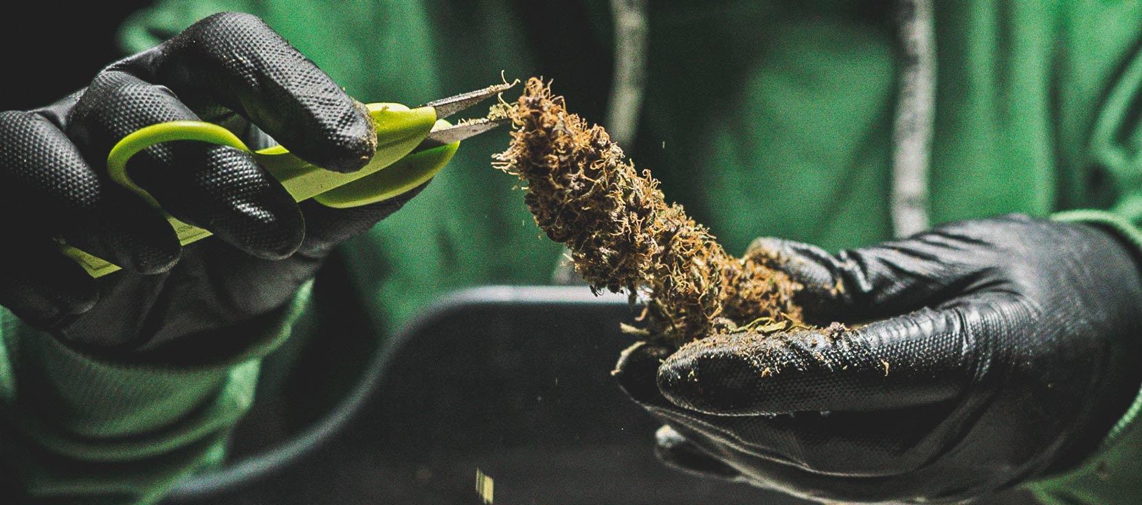 De Cannabiskweek-tijdlijn 