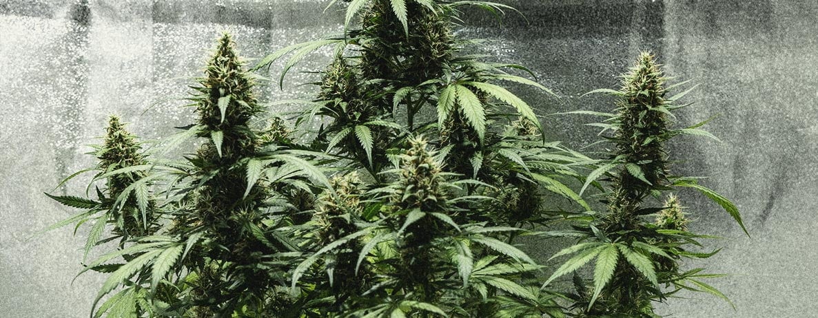 Hoe Kweek Je Autoflowers? Per Week Bekeken Hoe Kweek Je Autoflowers? Per Week Bekeken