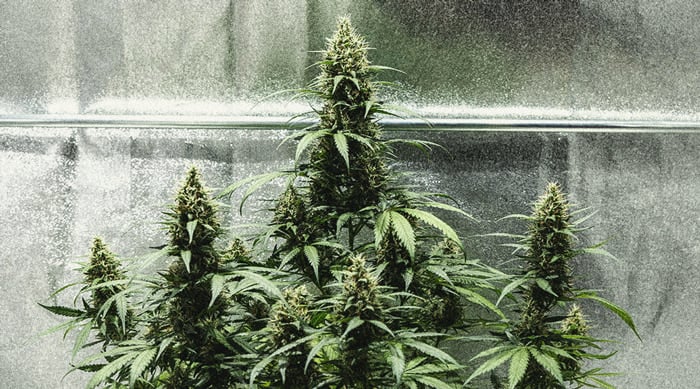 Hoe Kweek Je Autoflowers? Per Week Bekeken Hoe Kweek Je Autoflowers? Per Week Bekeken