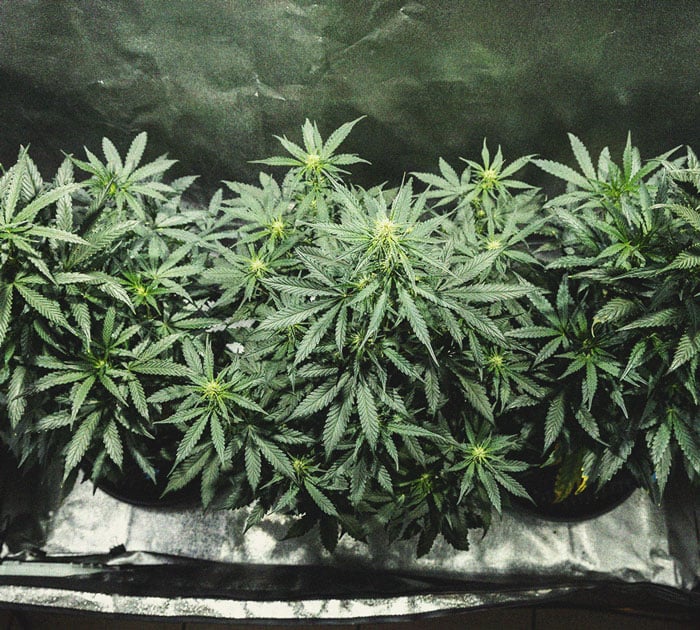 Cookies Gelato Automatic Grow Report Cookies Gelato Automatic Grow Report