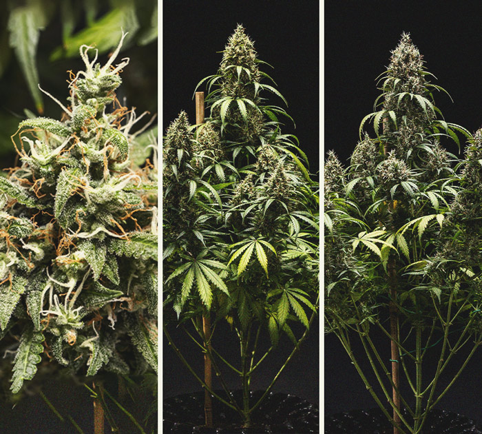 Cookies Gelato Automatic Grow Report Cookies Gelato Automatic Grow Report