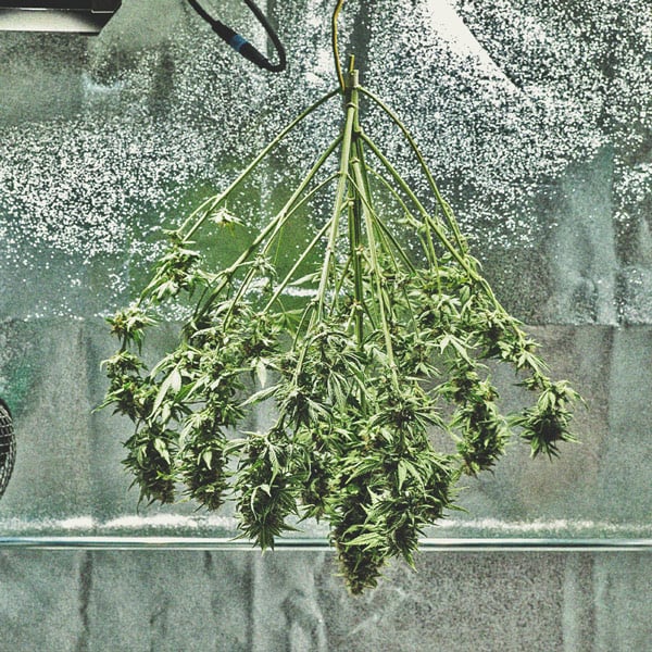 De Cannabiskweek-tijdlijn 