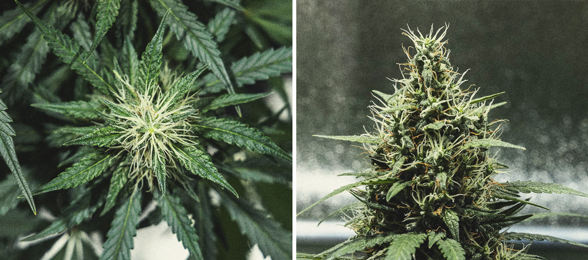 Cookies Gelato Automatic Grow Report Cookies Gelato Automatic Grow Report