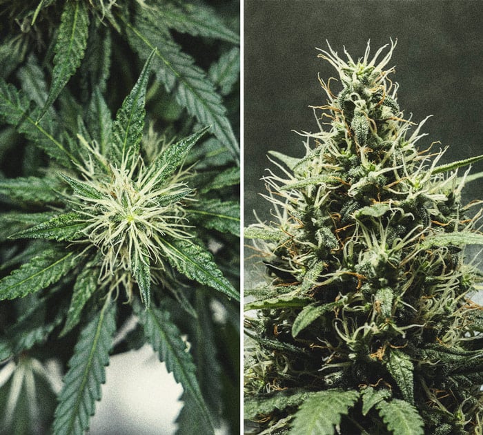 Cookies Gelato Automatic Grow Report Cookies Gelato Automatic Grow Report