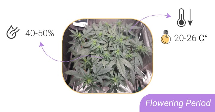 HUMIDITY LEVELS AND TEMPERATURES: FROM SEEDLING TO HARVEST