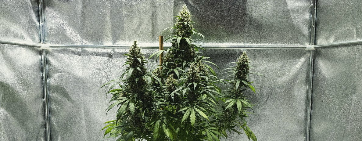 Hoe Kweek Je Autoflowers? Per Week Bekeken Hoe Kweek Je Autoflowers? Per Week Bekeken