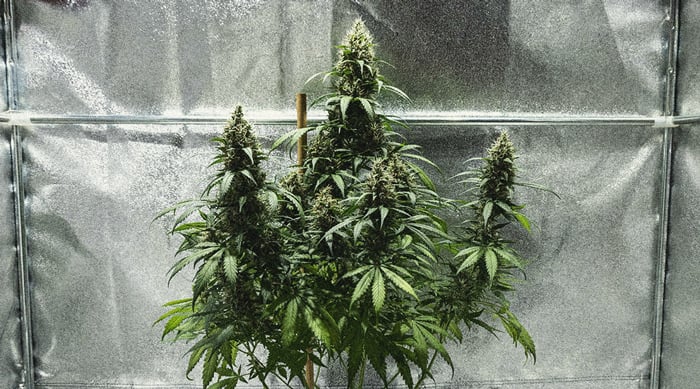 Hoe Kweek Je Autoflowers? Per Week Bekeken Hoe Kweek Je Autoflowers? Per Week Bekeken