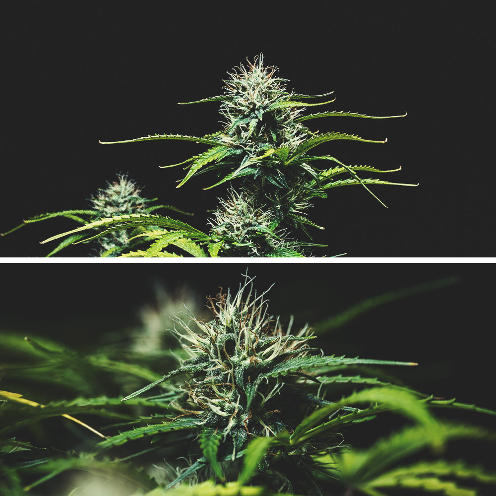 Kweekverslag Purple Punch Automatic Kweekverslag Purple Punch Automatic