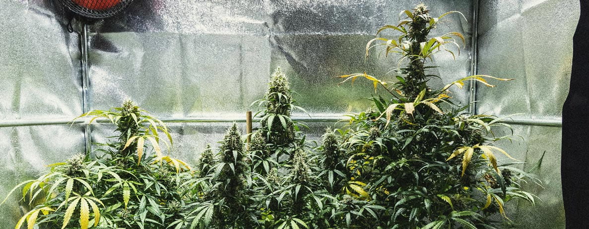 Hoe Kweek Je Autoflowers? Per Week Bekeken Hoe Kweek Je Autoflowers? Per Week Bekeken