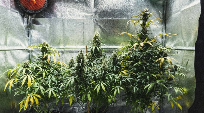 Hoe Kweek Je Autoflowers? Per Week Bekeken Hoe Kweek Je Autoflowers? Per Week Bekeken
