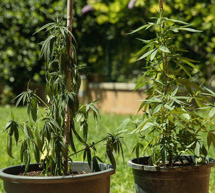 Het herkennen en behandelen van veel voorkomende Cannabiskwalen