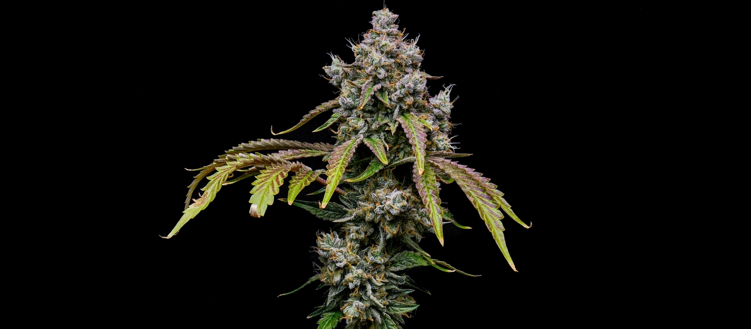 Royal Cookies Royal Cookies