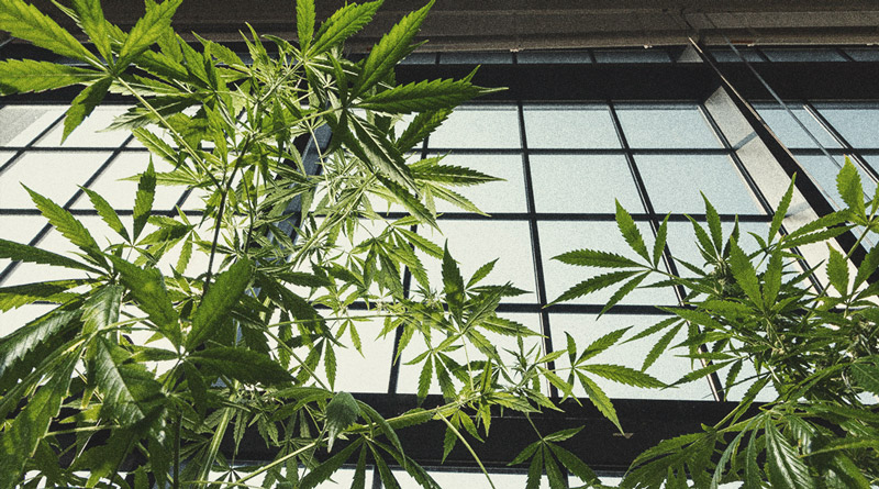 Pesticide Alternatives for Growing Cannabis Pesticide Alternatives for Growing Cannabis