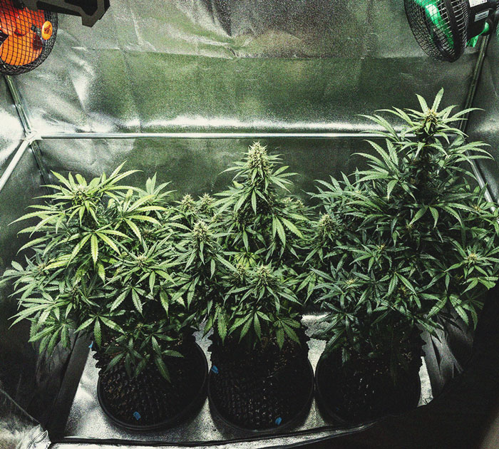 Cookies Gelato Automatic Grow Report Cookies Gelato Automatic Grow Report