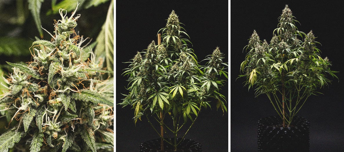 Cookies Gelato Automatic Grow Report Cookies Gelato Automatic Grow Report